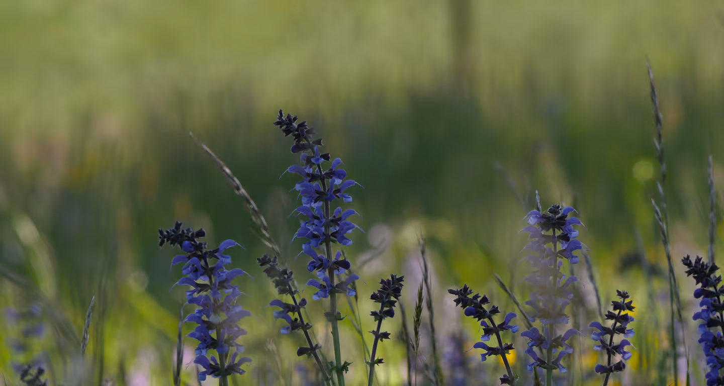 Blaue Salbei-Wildblumen in der Natur